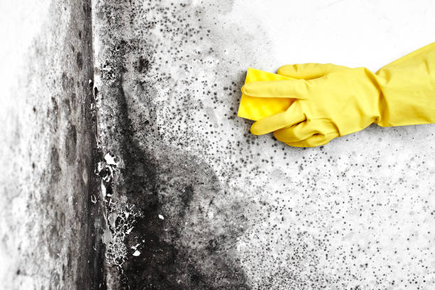 Best Black Mold Removal  in Boscobel, WI