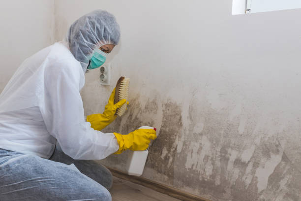 Professional Mold Removal in Boscobel, WI
