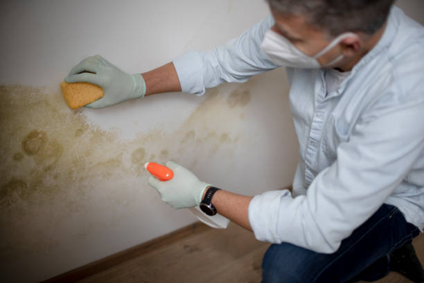 Professional Mold Removal in Boscobel, WI