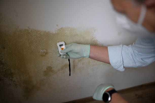 Home Mold Removal in Boscobel, WI