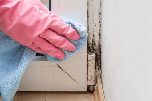 Best Mold Cleaning Services  in Boscobel, WI