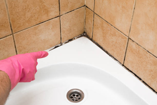 Best Certified Mold Removal  in Boscobel, WI